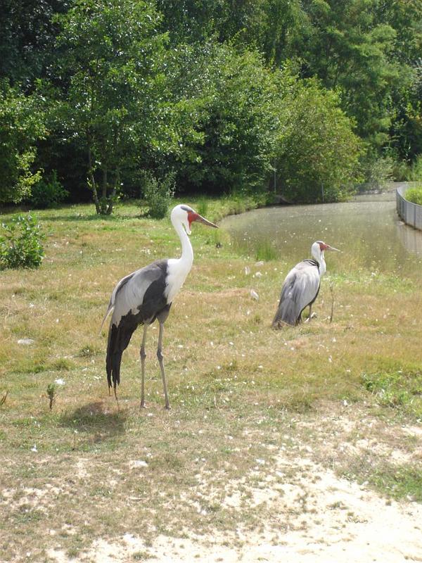 Parc des oiseaux (32)